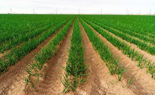 Onion fields -cultivation of onions