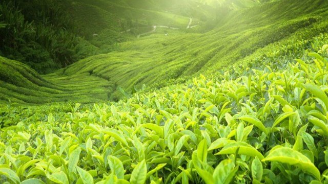 Green tea contains a group of antioxidants called catechins